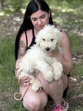 SCOPA, Hund, Mischlingshund in Slowakische Republik - Bild 12