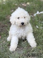 SCOPA, Hund, Mischlingshund in Slowakische Republik - Bild 2