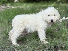 SCOPA, Hund, Mischlingshund in Slowakische Republik - Bild 8