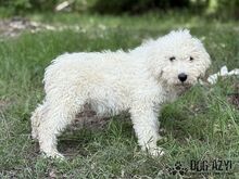 SCOPA, Hund, Mischlingshund in Slowakische Republik - Bild 9