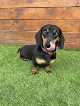 WHIMSY, Hund, Mischlingshund in Slowakische Republik - Bild 1