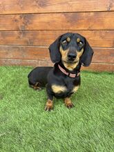WHIMSY, Hund, Mischlingshund in Slowakische Republik - Bild 2