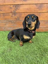 WHIMSY, Hund, Mischlingshund in Slowakische Republik - Bild 4