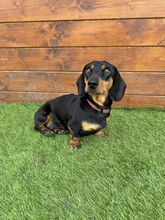 WHIMSY, Hund, Mischlingshund in Slowakische Republik - Bild 5