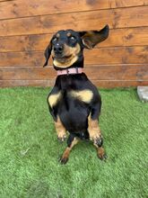 WHIMSY, Hund, Mischlingshund in Slowakische Republik - Bild 6
