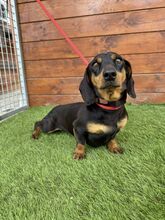WHIMSY, Hund, Mischlingshund in Slowakische Republik - Bild 7