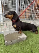WHIMSY, Hund, Mischlingshund in Slowakische Republik - Bild 8