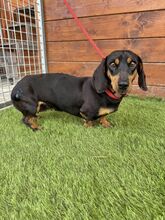 WHIMSY, Hund, Mischlingshund in Slowakische Republik - Bild 9