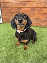 WOYA, Hund, Mischlingshund in Slowakische Republik - Bild 1