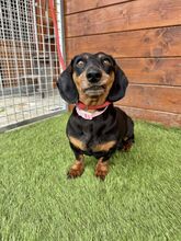 WOYA, Hund, Mischlingshund in Slowakische Republik - Bild 2
