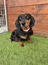 WOYA, Hund, Mischlingshund in Slowakische Republik - Bild 4