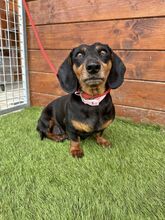 WOYA, Hund, Mischlingshund in Slowakische Republik - Bild 5
