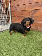 WOYA, Hund, Mischlingshund in Slowakische Republik - Bild 6