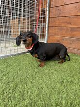 WOYA, Hund, Mischlingshund in Slowakische Republik - Bild 7
