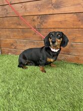 WOYA, Hund, Mischlingshund in Slowakische Republik - Bild 8