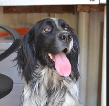 FRANKY, Hund, English Setter in Griechenland - Bild 1