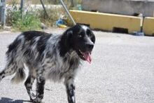FRANKY, Hund, English Setter in Griechenland - Bild 2