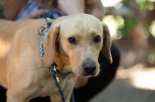 ARGO, Hund, Mischlingshund in Ungarn