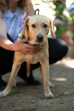 ARGO, Hund, Mischlingshund in Ungarn - Bild 10