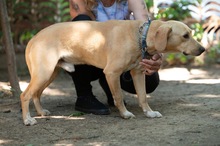 ARGO, Hund, Mischlingshund in Ungarn - Bild 11