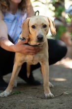 ARGO, Hund, Mischlingshund in Ungarn - Bild 12