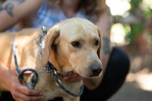 ARGO, Hund, Mischlingshund in Ungarn - Bild 13