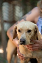ARGO, Hund, Mischlingshund in Ungarn - Bild 14