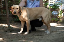 ARGO, Hund, Mischlingshund in Ungarn - Bild 2