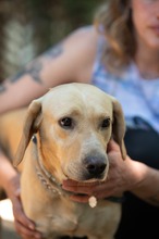 ARGO, Hund, Mischlingshund in Ungarn - Bild 3