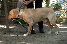 ARGO, Hund, Mischlingshund in Ungarn - Bild 4