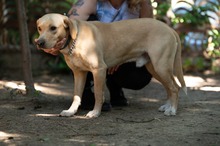 ARGO, Hund, Mischlingshund in Ungarn - Bild 5