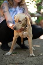 ARGO, Hund, Mischlingshund in Ungarn - Bild 6