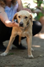 ARGO, Hund, Mischlingshund in Ungarn - Bild 9