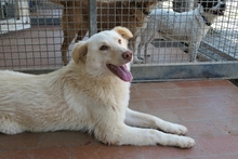 MICHELLE, Hund, Maremmano-Mix in Italien