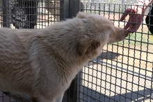 MICHELLE, Hund, Maremmano-Mix in Italien - Bild 10