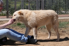 MICHELLE, Hund, Maremmano-Mix in Italien - Bild 11
