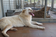 MICHELLE, Hund, Maremmano-Mix in Italien - Bild 12