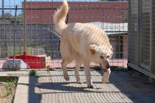 MICHELLE, Hund, Maremmano-Mix in Italien - Bild 13