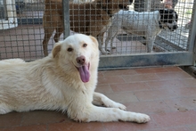 MICHELLE, Hund, Maremmano-Mix in Italien - Bild 2