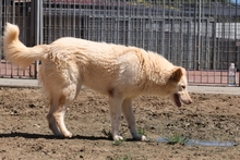 MICHELLE, Hund, Maremmano-Mix in Italien - Bild 3