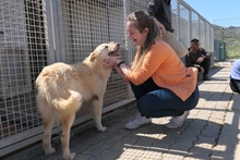 MICHELLE, Hund, Maremmano-Mix in Italien - Bild 4