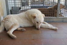 MICHELLE, Hund, Maremmano-Mix in Italien - Bild 5