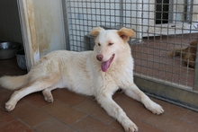 MICHELLE, Hund, Maremmano-Mix in Italien - Bild 6