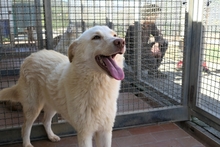 MICHELLE, Hund, Maremmano-Mix in Italien - Bild 7