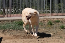 MICHELLE, Hund, Maremmano-Mix in Italien - Bild 8