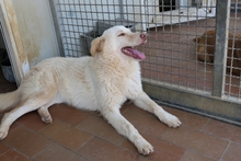 MICHELLE, Hund, Maremmano-Mix in Italien - Bild 9
