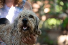 LIZZI, Hund, Mischlingshund in Ungarn - Bild 10