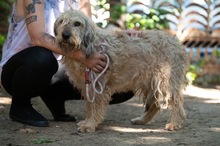 LIZZI, Hund, Mischlingshund in Ungarn - Bild 2