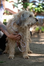 LIZZI, Hund, Mischlingshund in Ungarn - Bild 3