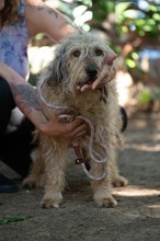LIZZI, Hund, Mischlingshund in Ungarn - Bild 4